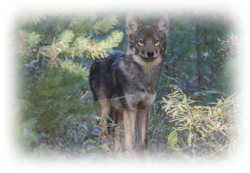 From Wilderness to Order: Violence Against Wolves